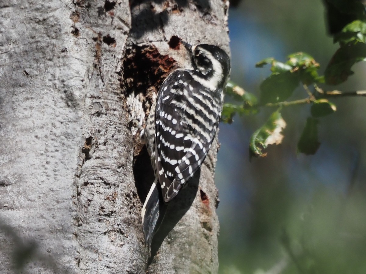 シロハラシマアカゲラ - ML645897393