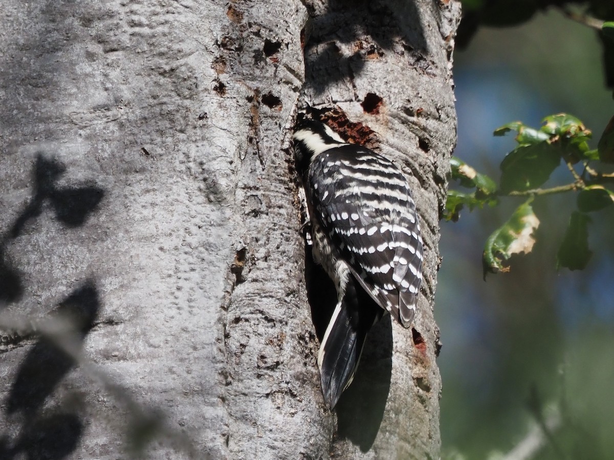 シロハラシマアカゲラ - ML645897394