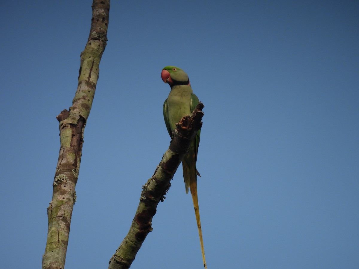 オオホンセイインコ - ML645897397