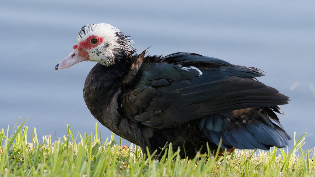 ノバリケン（家畜） - ML645897398