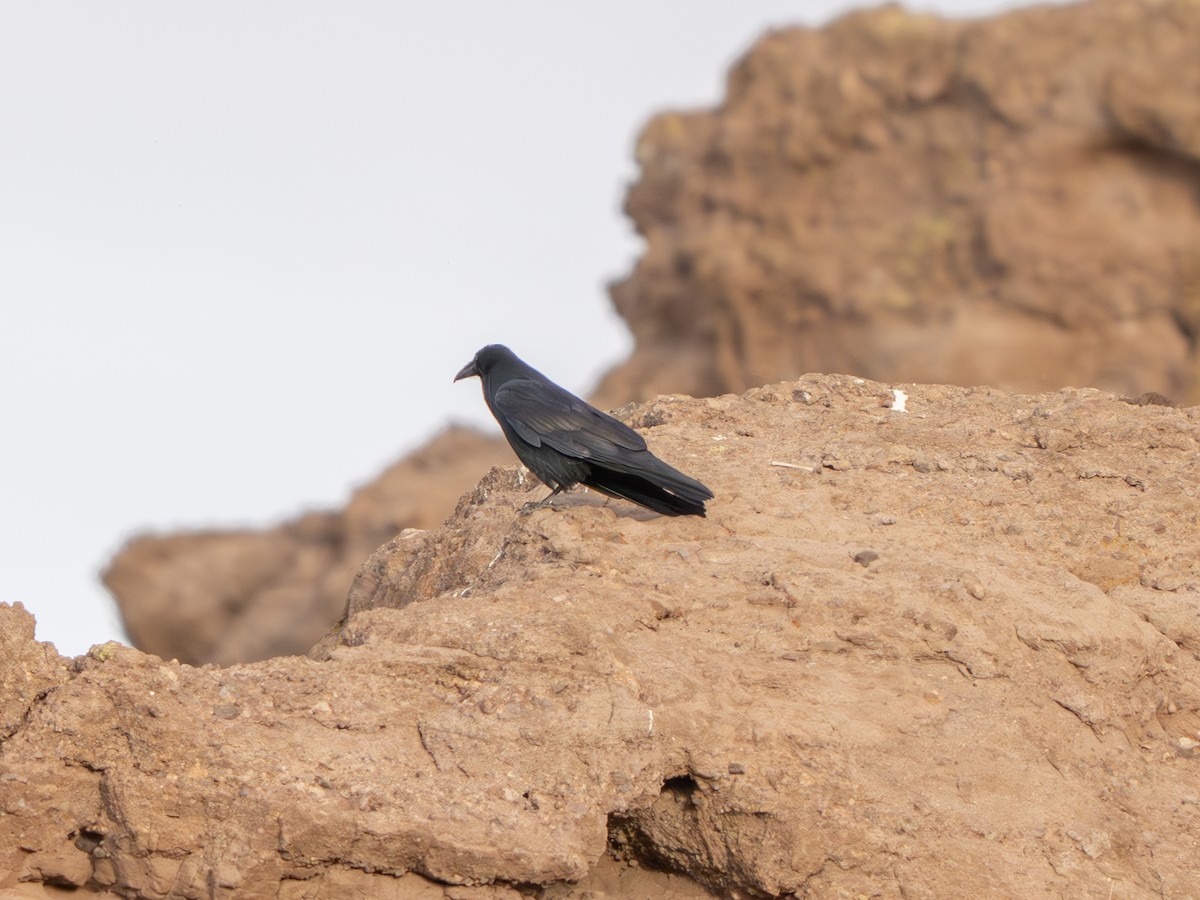 ワタリガラス - ML645897399