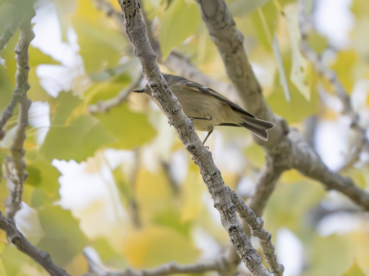 ルビーキクイタダキ - ML645897400