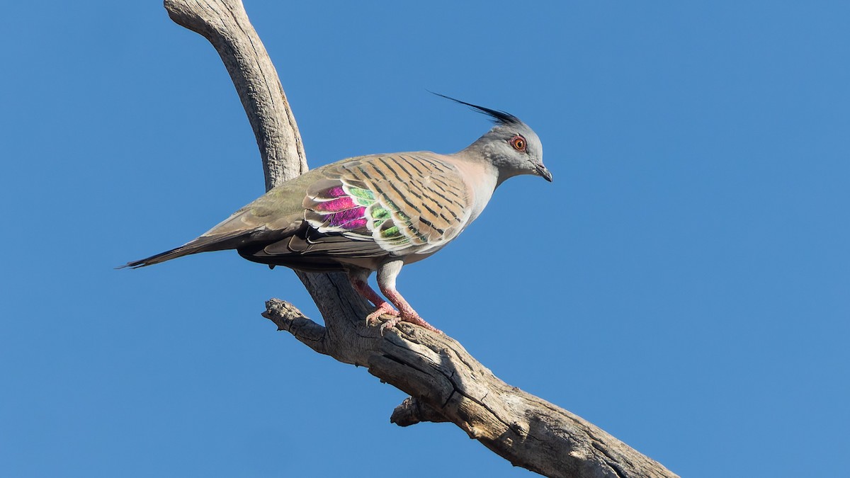 レンジャクバト - ML645897401