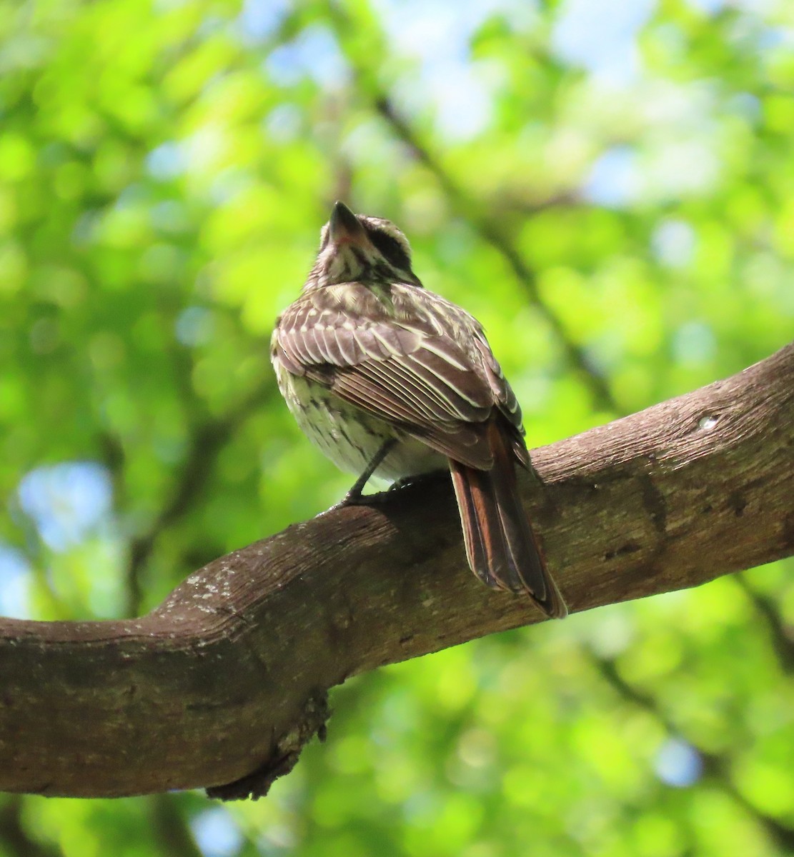 ブチタイランチョウ - ML645897402