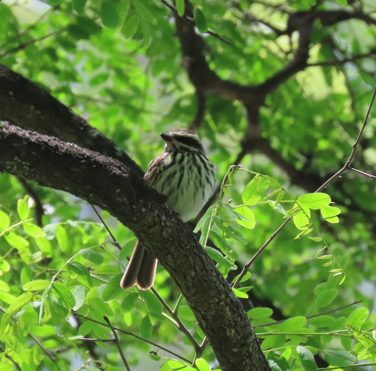 ブチタイランチョウ - ML645897403