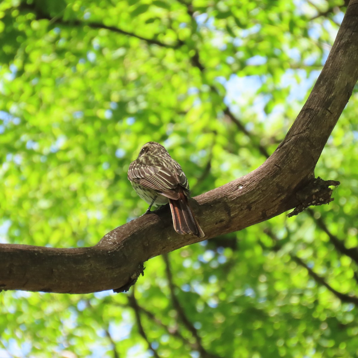 ブチタイランチョウ - ML645897404