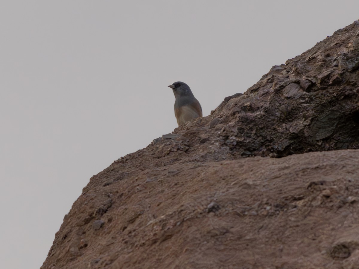 チャカタルリツグミ - ML645897405