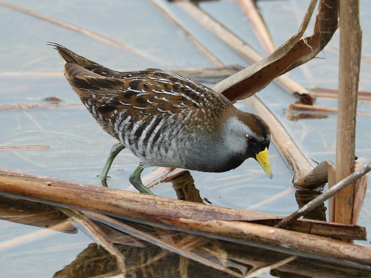 カオグロクイナ - ML645897406