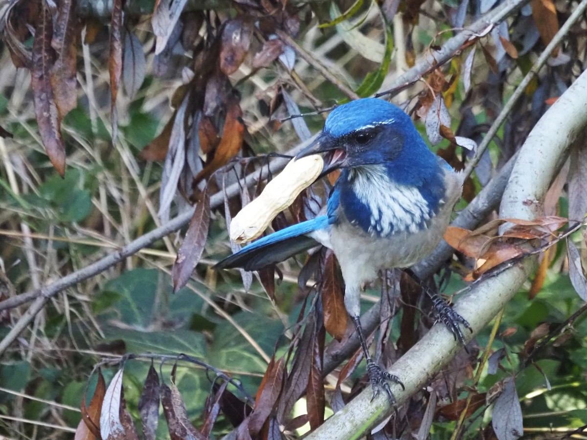 カリフォルニアカケス - ML645897407