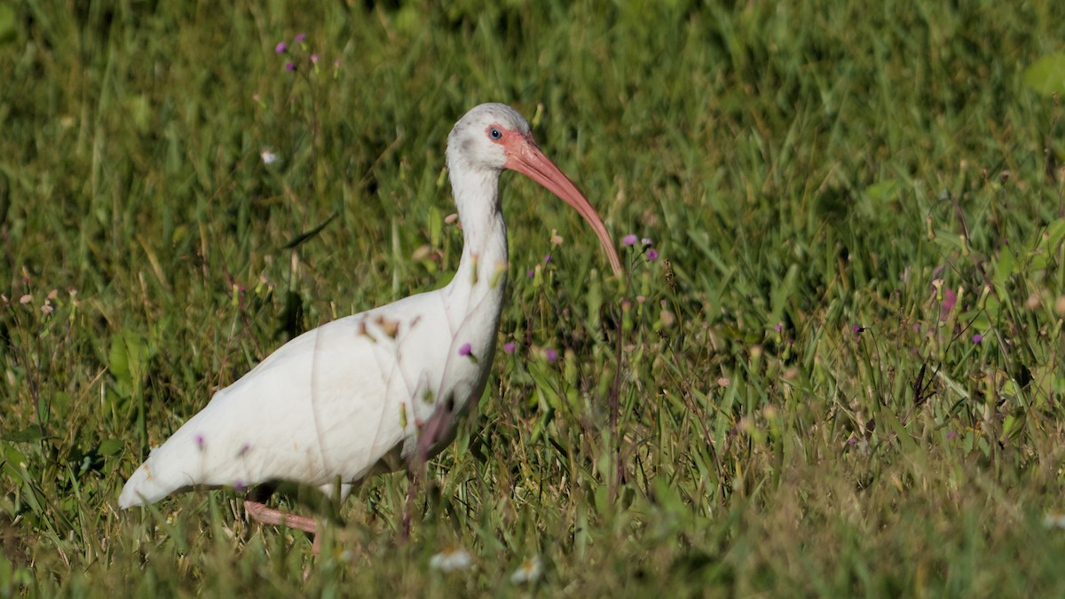 シロトキ - ML645897408