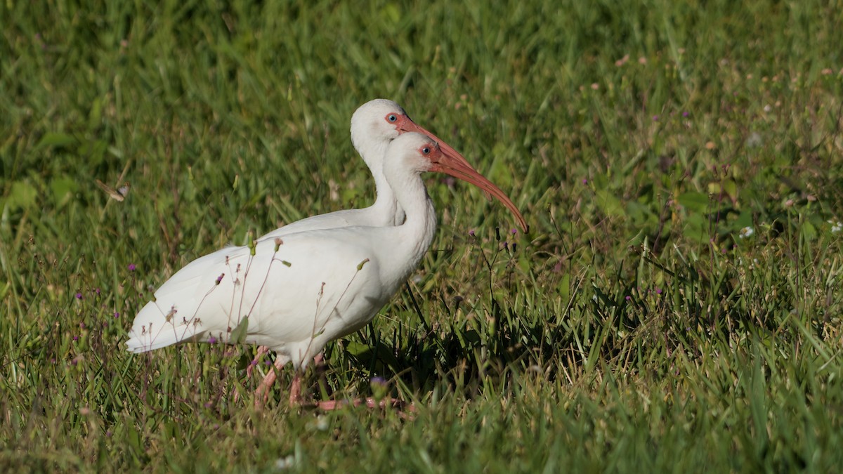 シロトキ - ML645897409