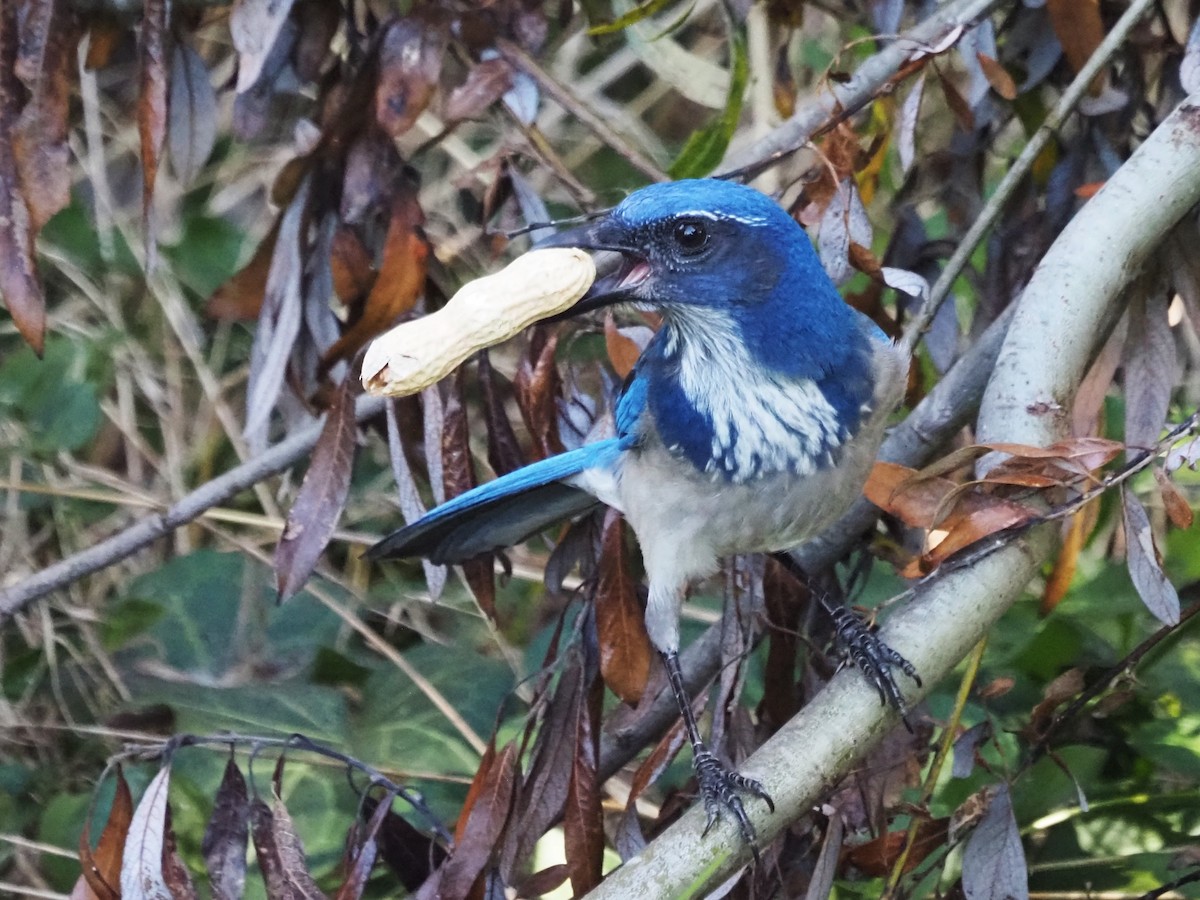 カリフォルニアカケス - ML645897410