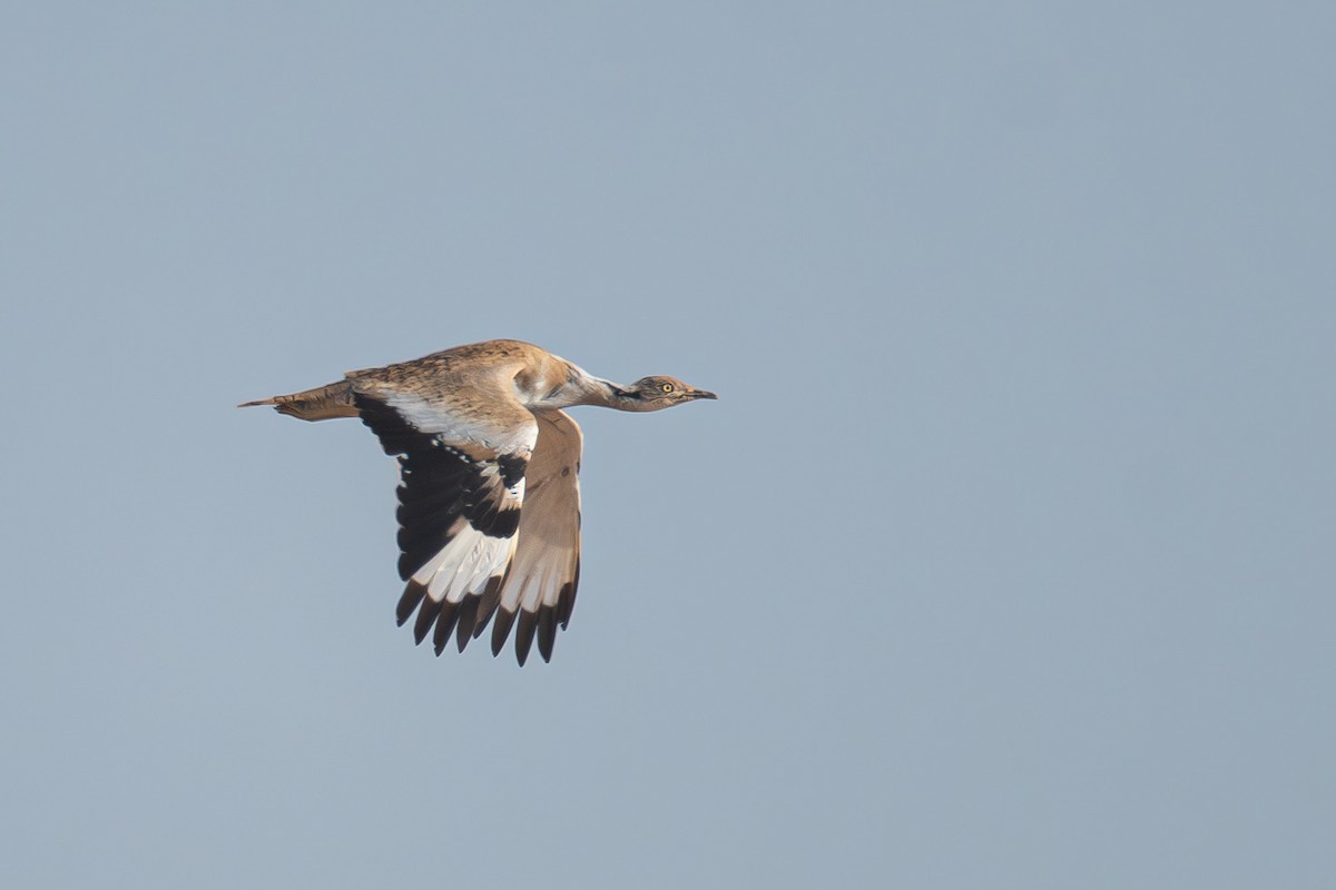 サバクフサエリショウノガン - ML645897412