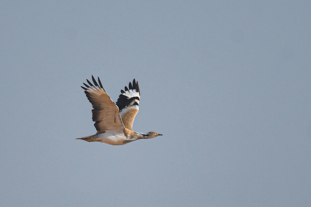 サバクフサエリショウノガン - ML645897413