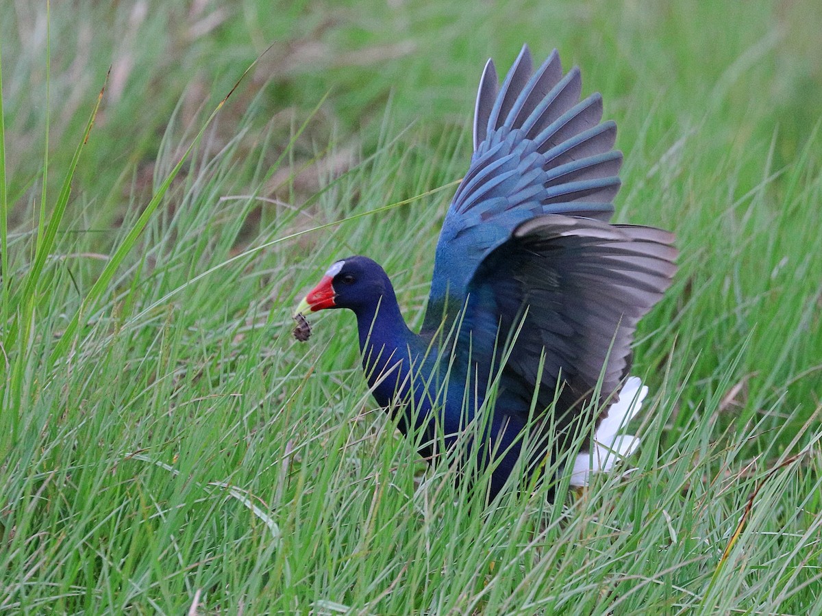 アメリカムラサキバン - ML645897414