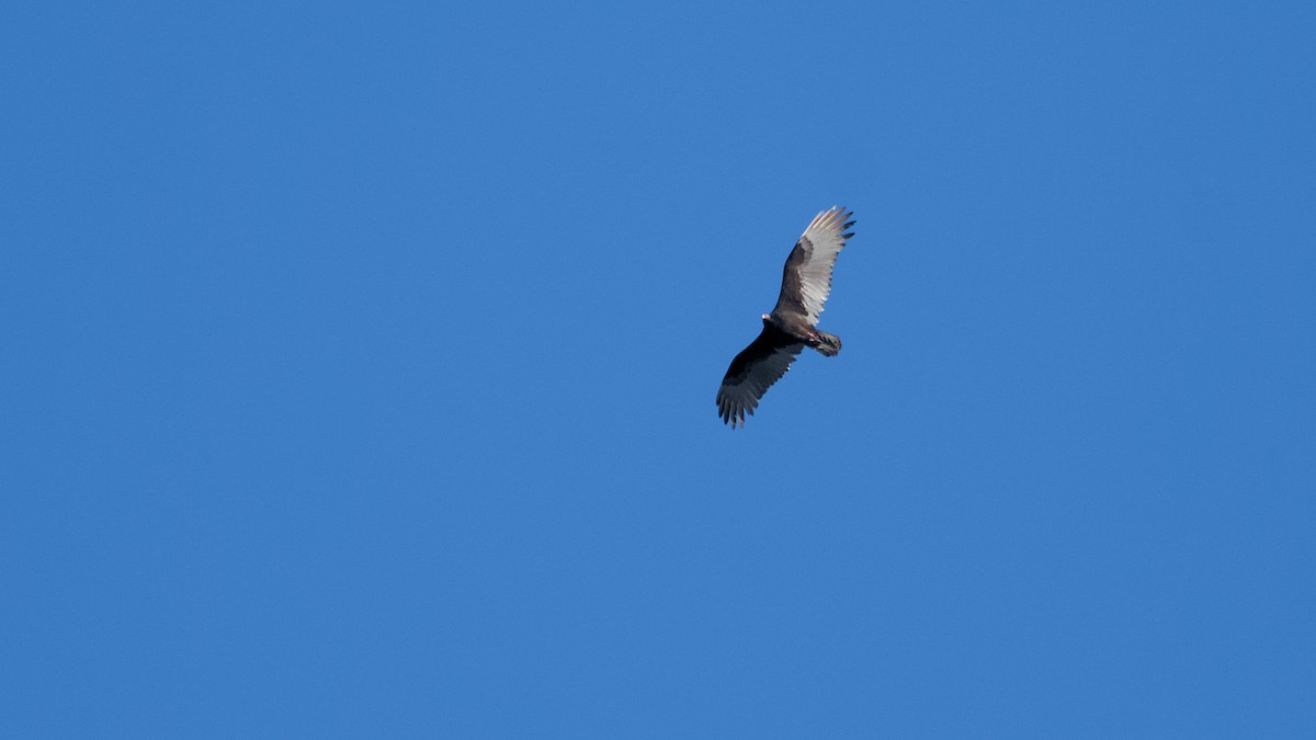 ヒメコンドル - ML645897415