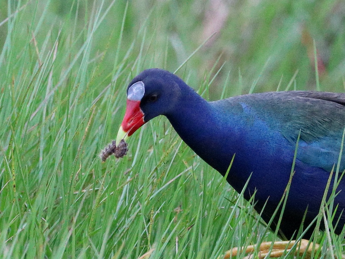 アメリカムラサキバン - ML645897416