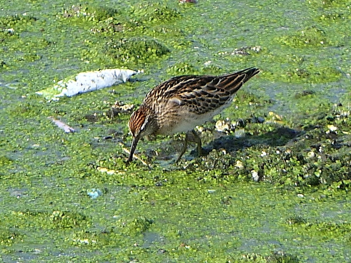 Sharp-tailed Sandpiper - ML645897426