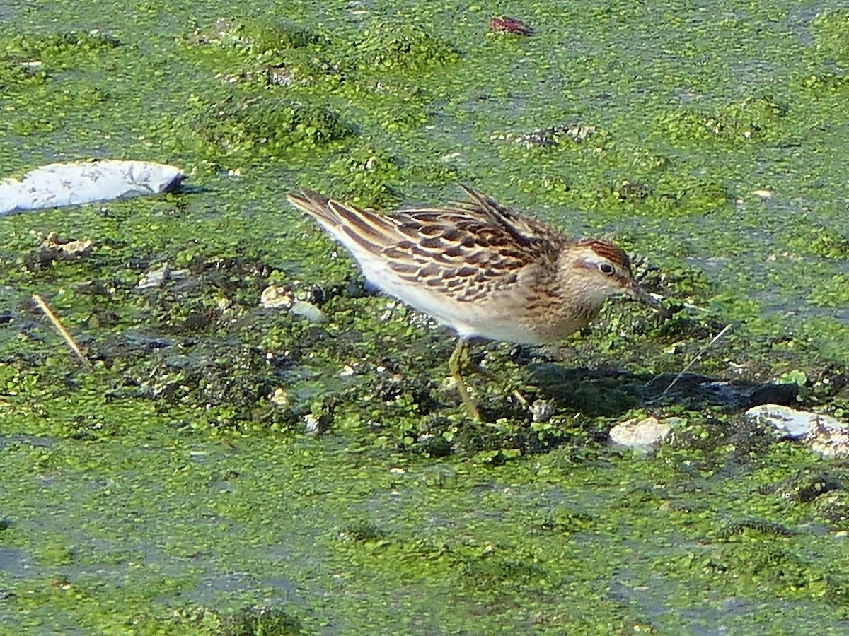 Sharp-tailed Sandpiper - ML645897427