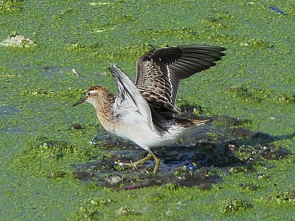 Sharp-tailed Sandpiper - ML645897428
