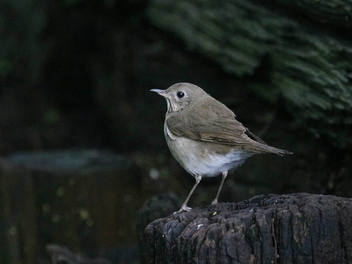 Grauwangen-Musendrossel - ML645897449