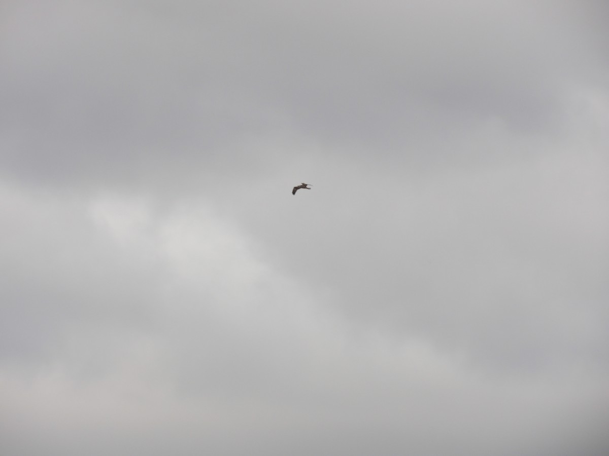 Osprey - ML645897452