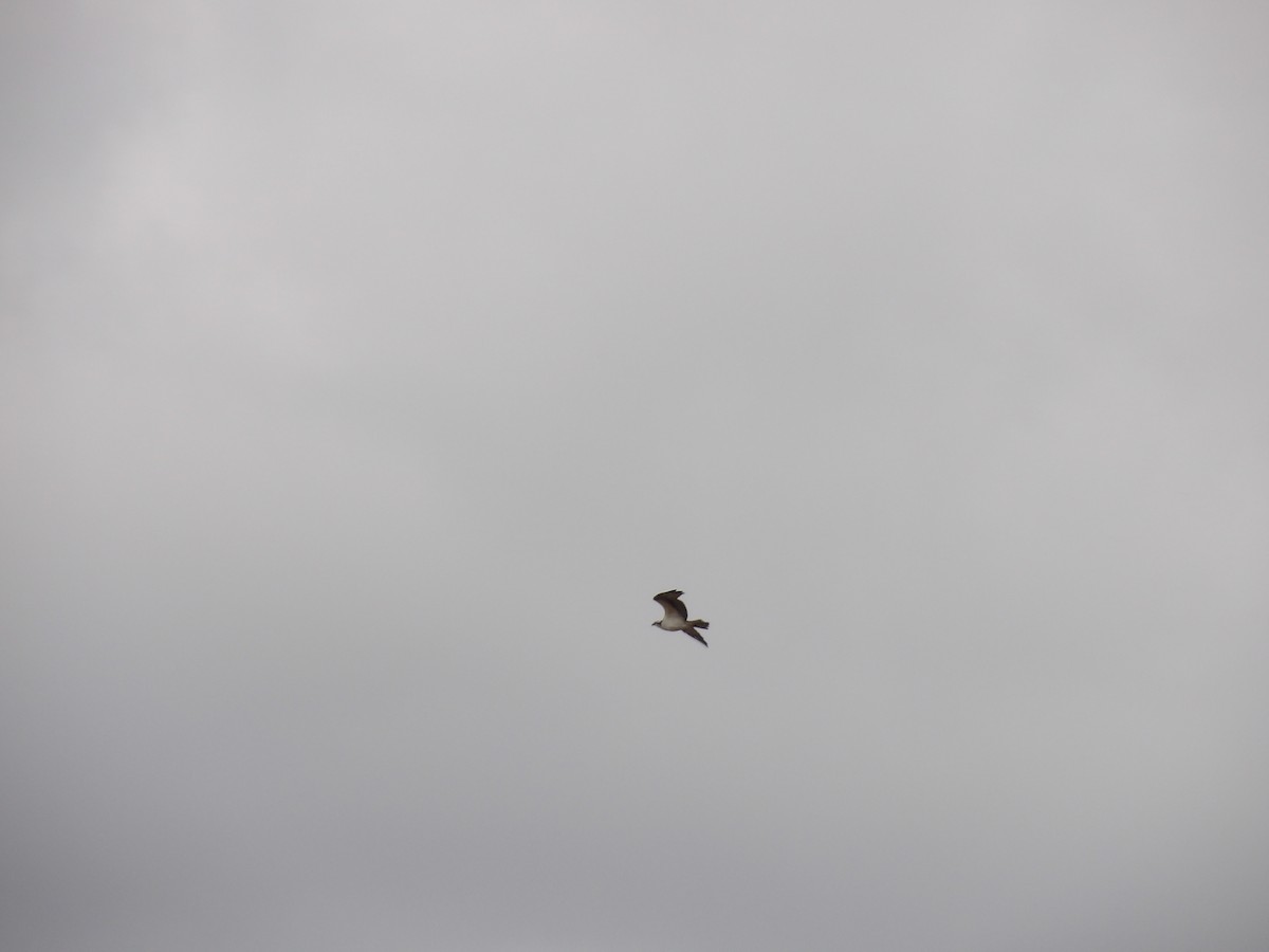 Osprey - ML645897453