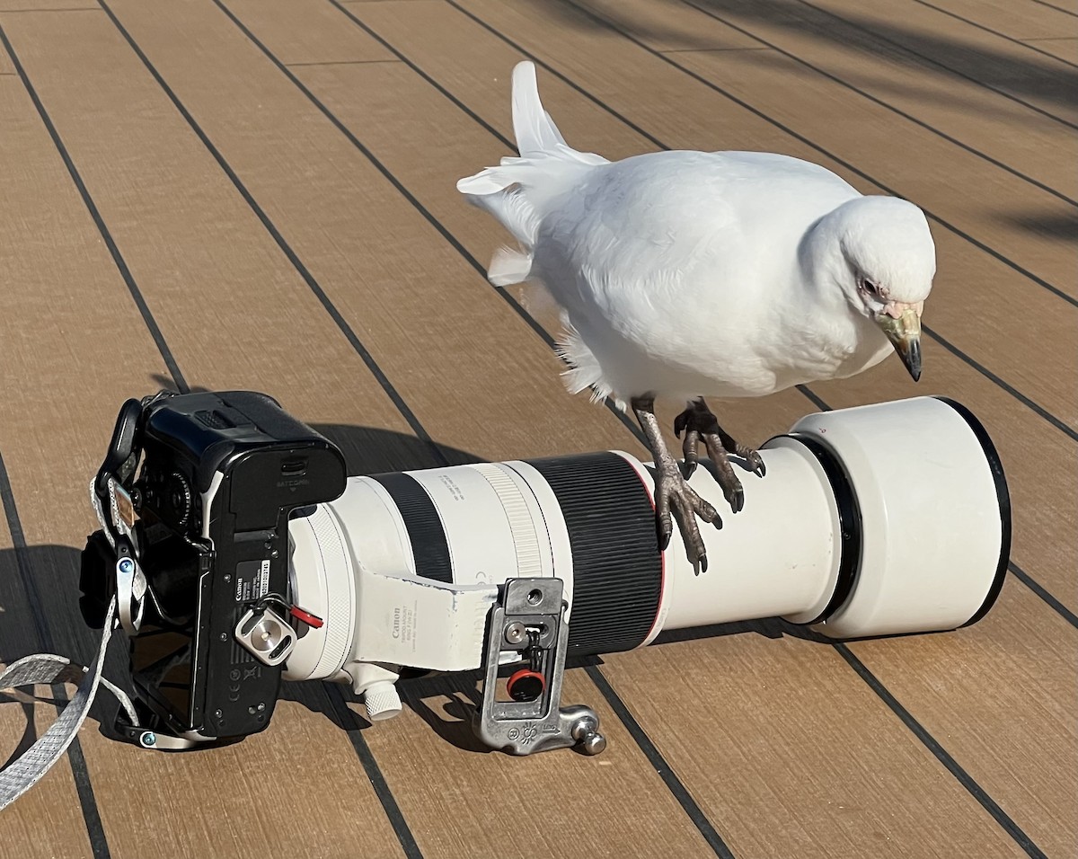 Snowy Sheathbill - ML645897461