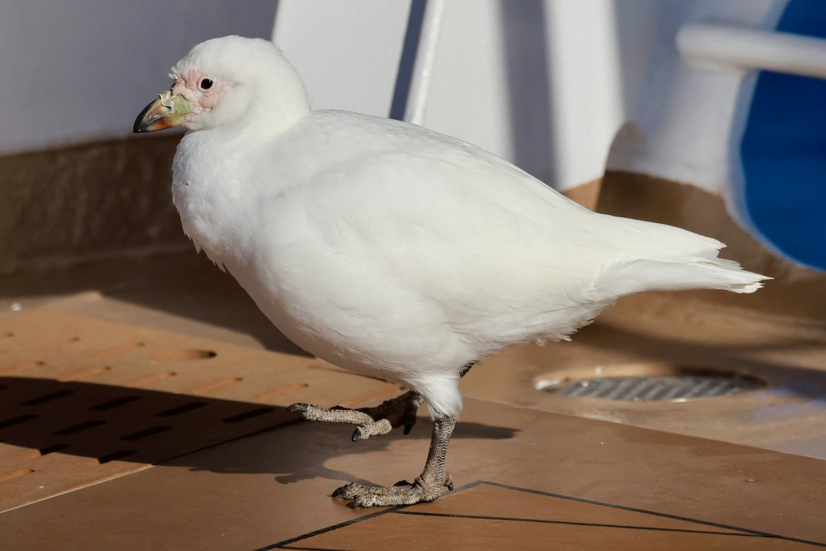 Snowy Sheathbill - ML645897462