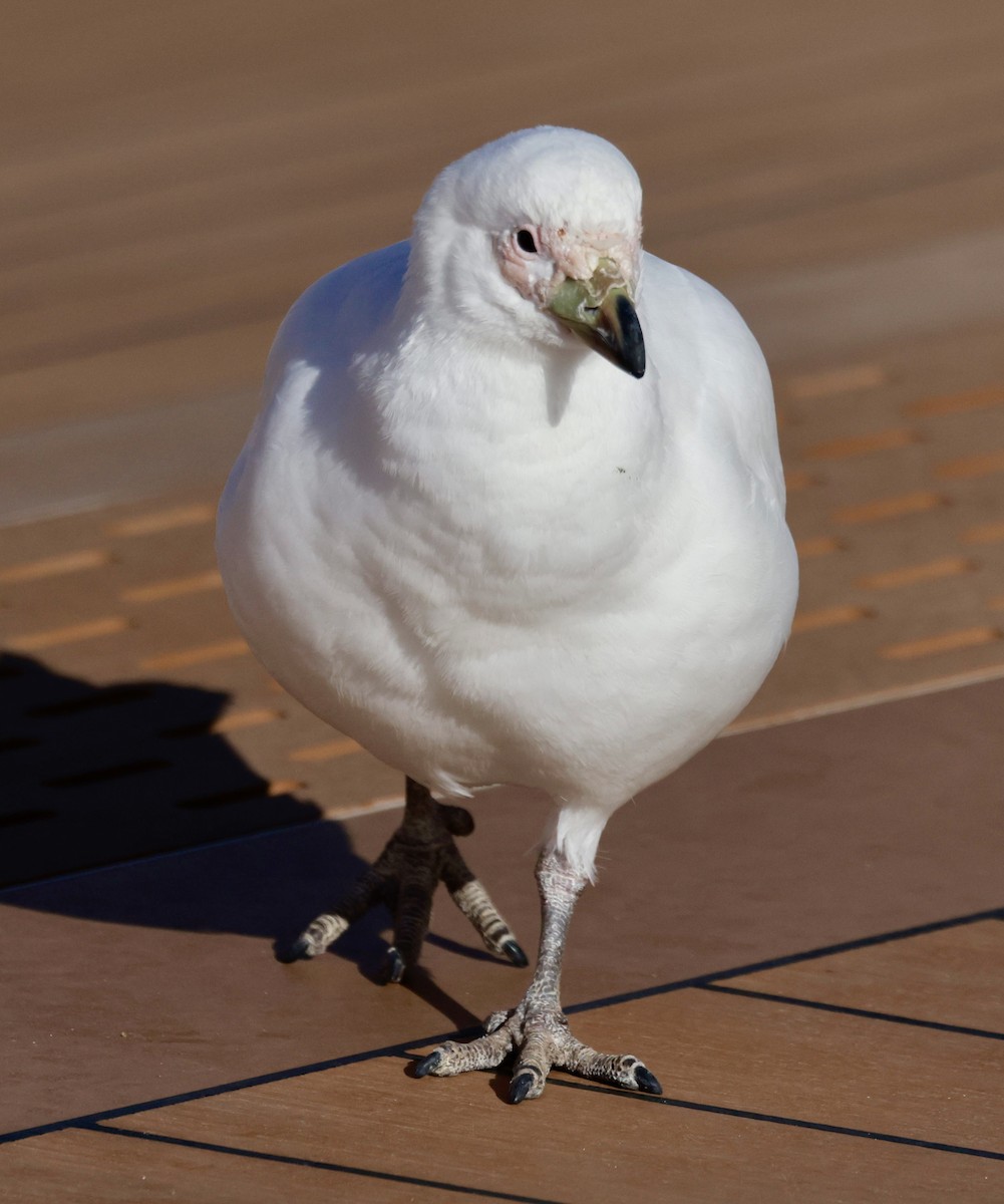 Snowy Sheathbill - ML645897463