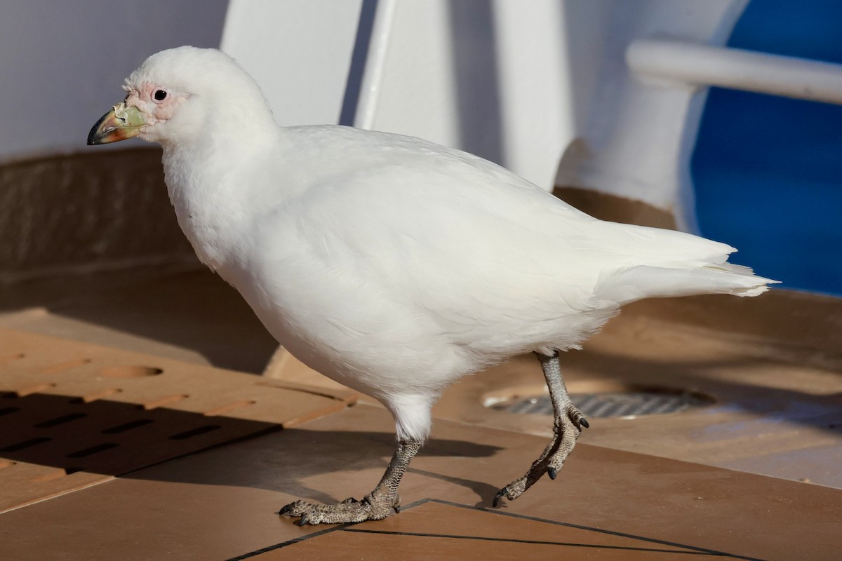 Snowy Sheathbill - ML645897464