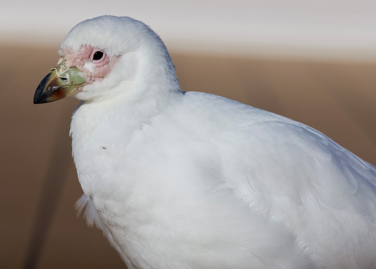 Snowy Sheathbill - ML645897465