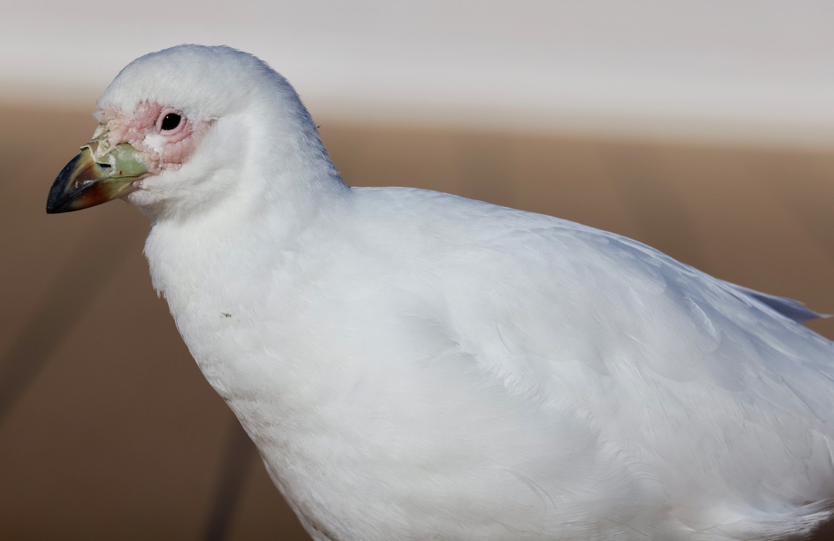Snowy Sheathbill - ML645897466