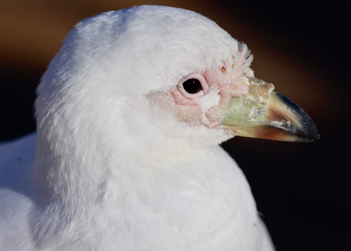 Snowy Sheathbill - ML645897467