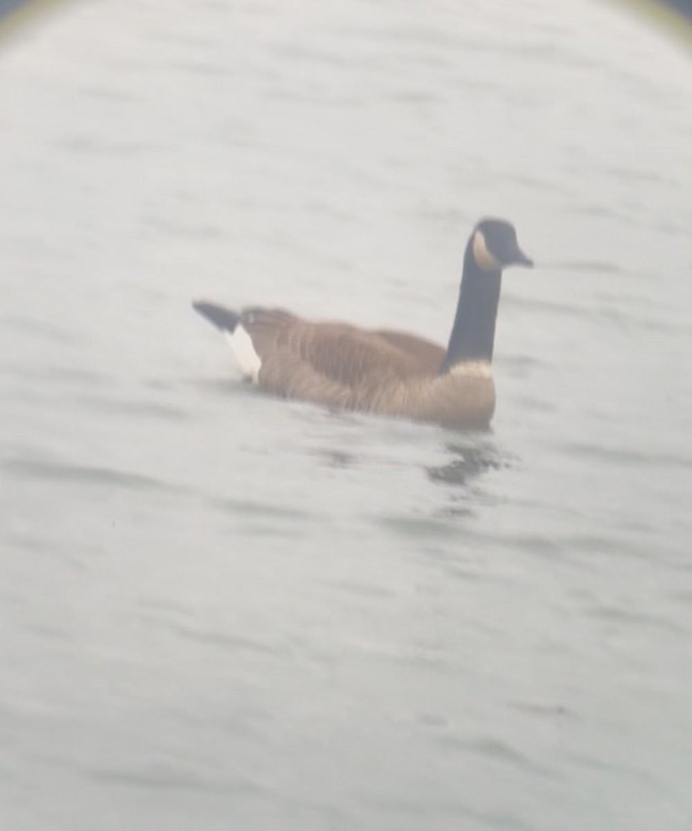 Bernache du Canada - ML645897470