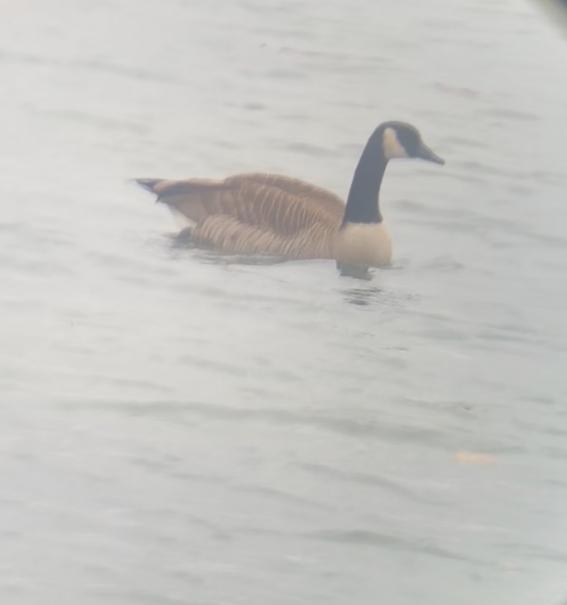 Bernache du Canada - ML645897471