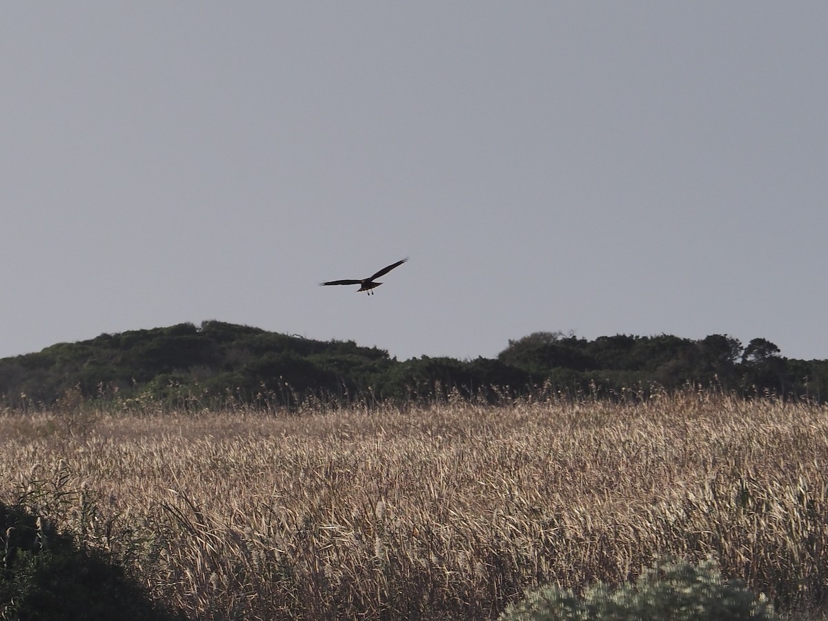 Black Kite - ML645897484