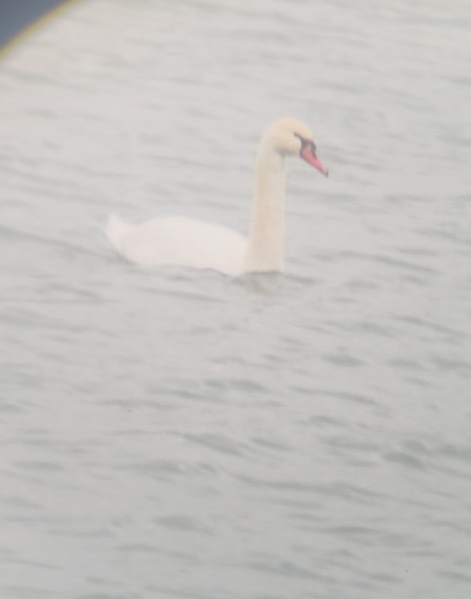 Лебідь-шипун - ML645897485