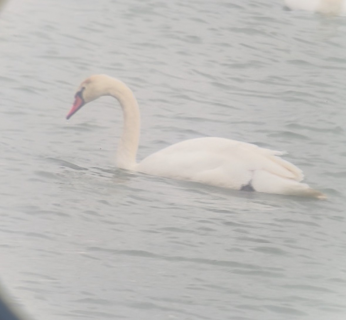 Лебідь-шипун - ML645897486