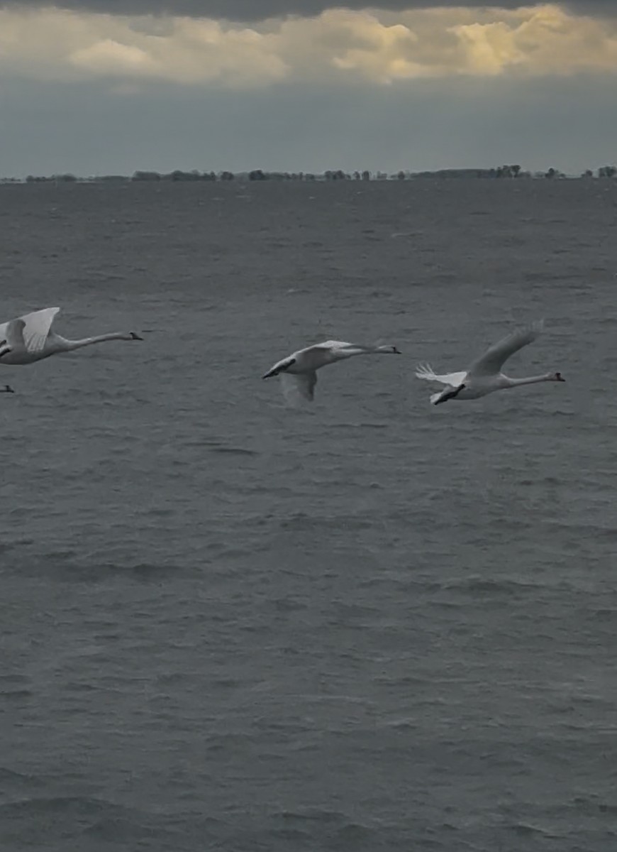 Лебідь-шипун - ML645897487