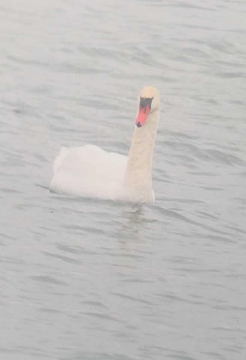 Лебідь-шипун - ML645897488