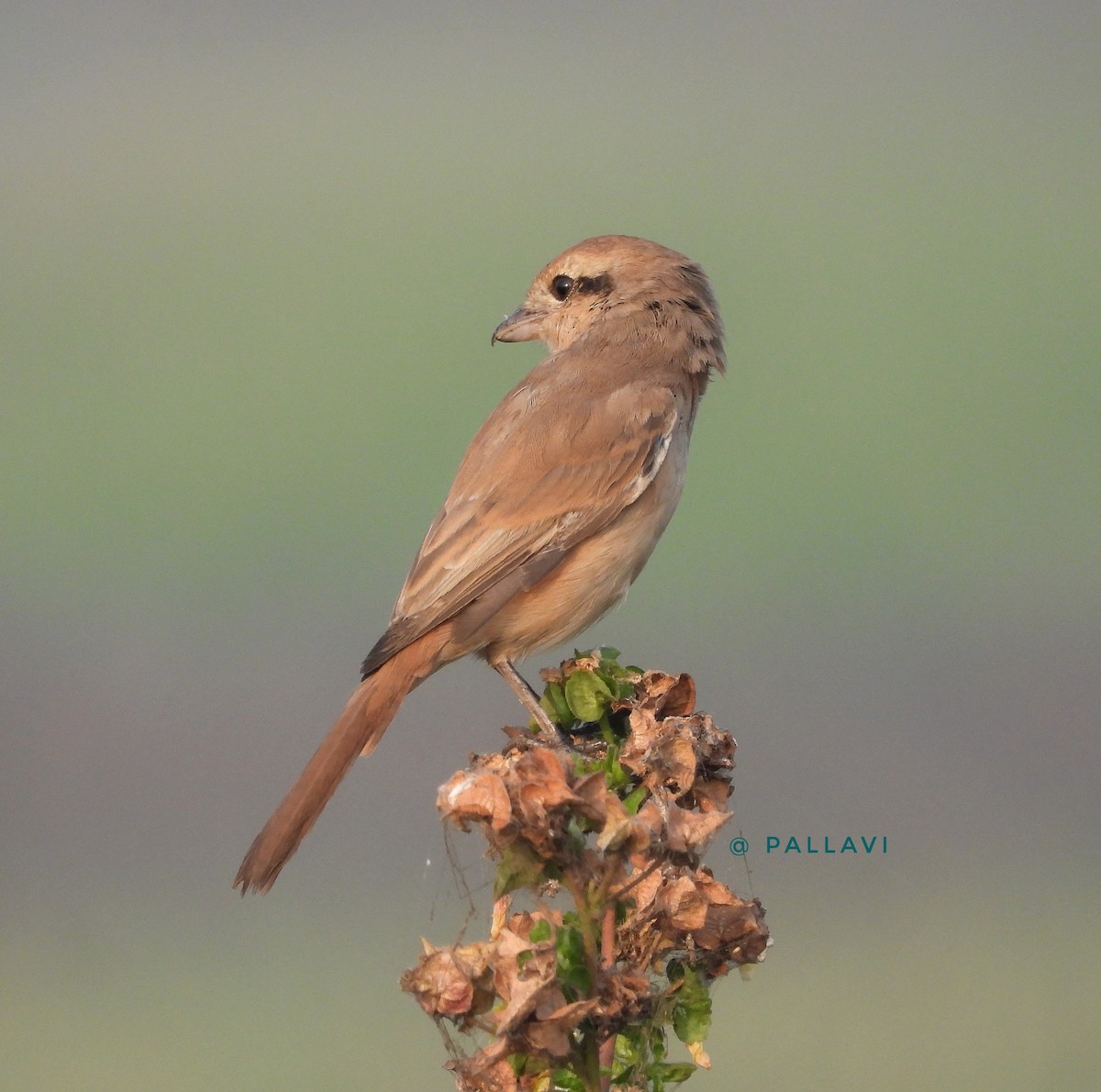 Рыжехвостый жулан - ML645897499
