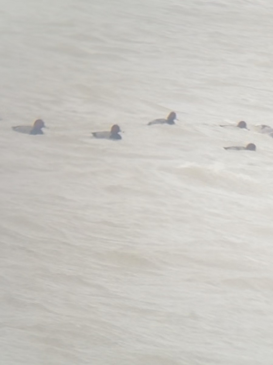 Redhead - ML645897524