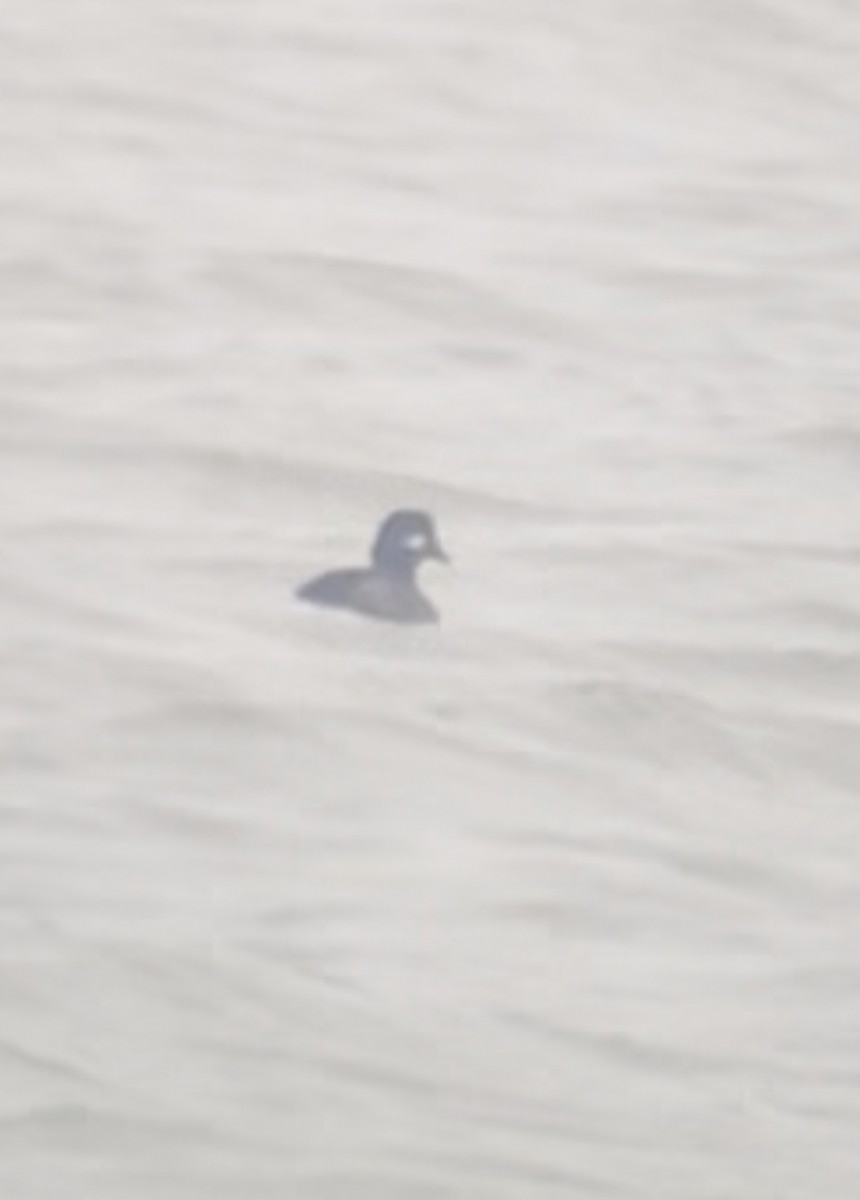 Bufflehead - ML645897532