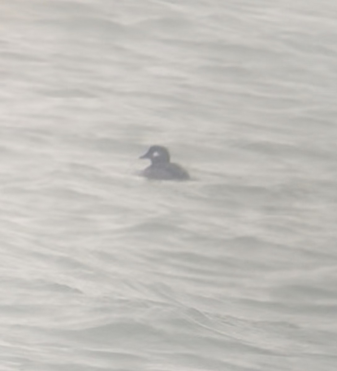 Bufflehead - ML645897533