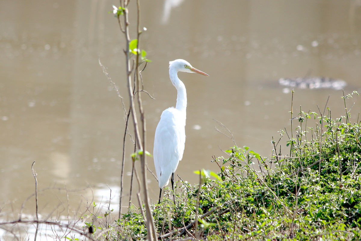 Indian Pond-Heron - ML645897535