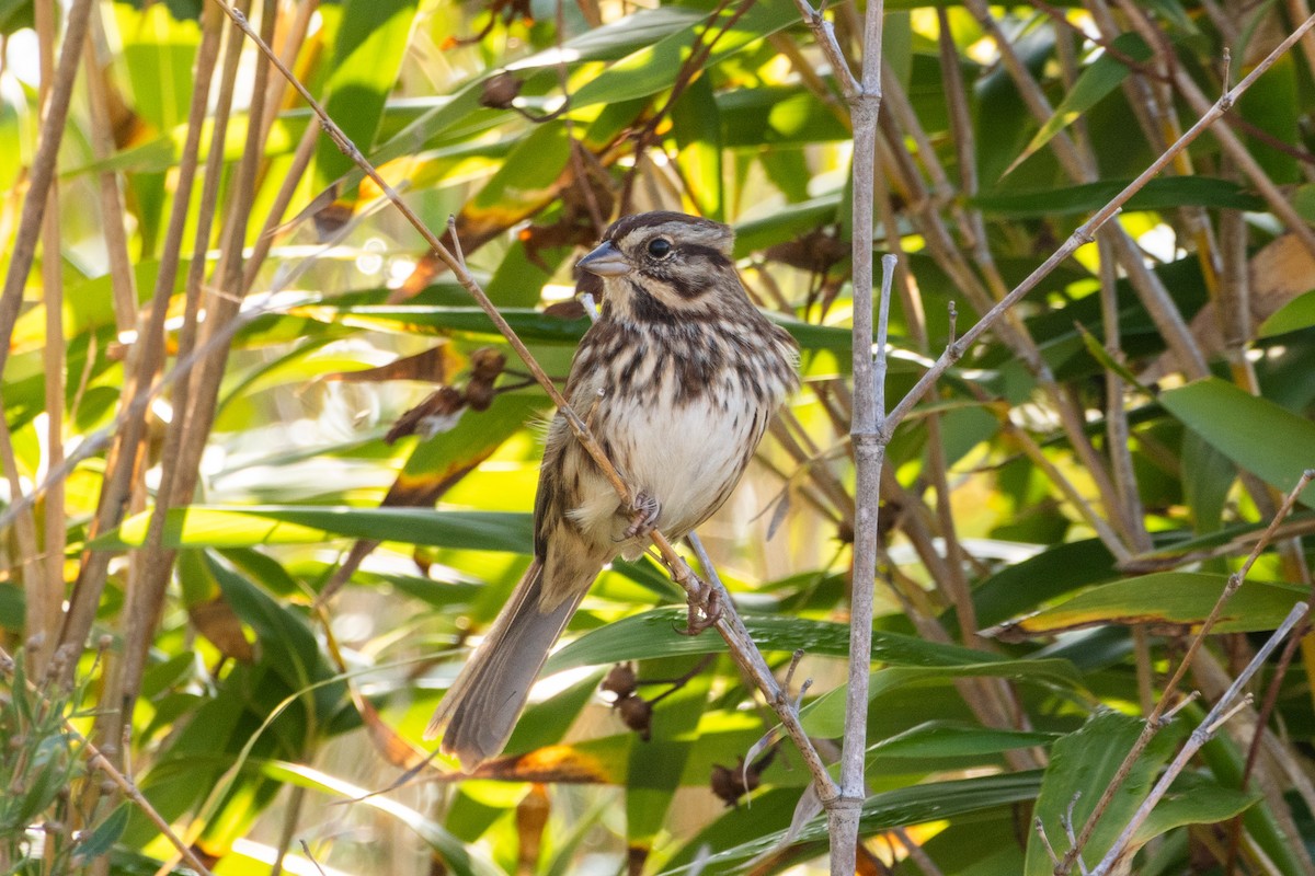 Song Sparrow - ML645897536