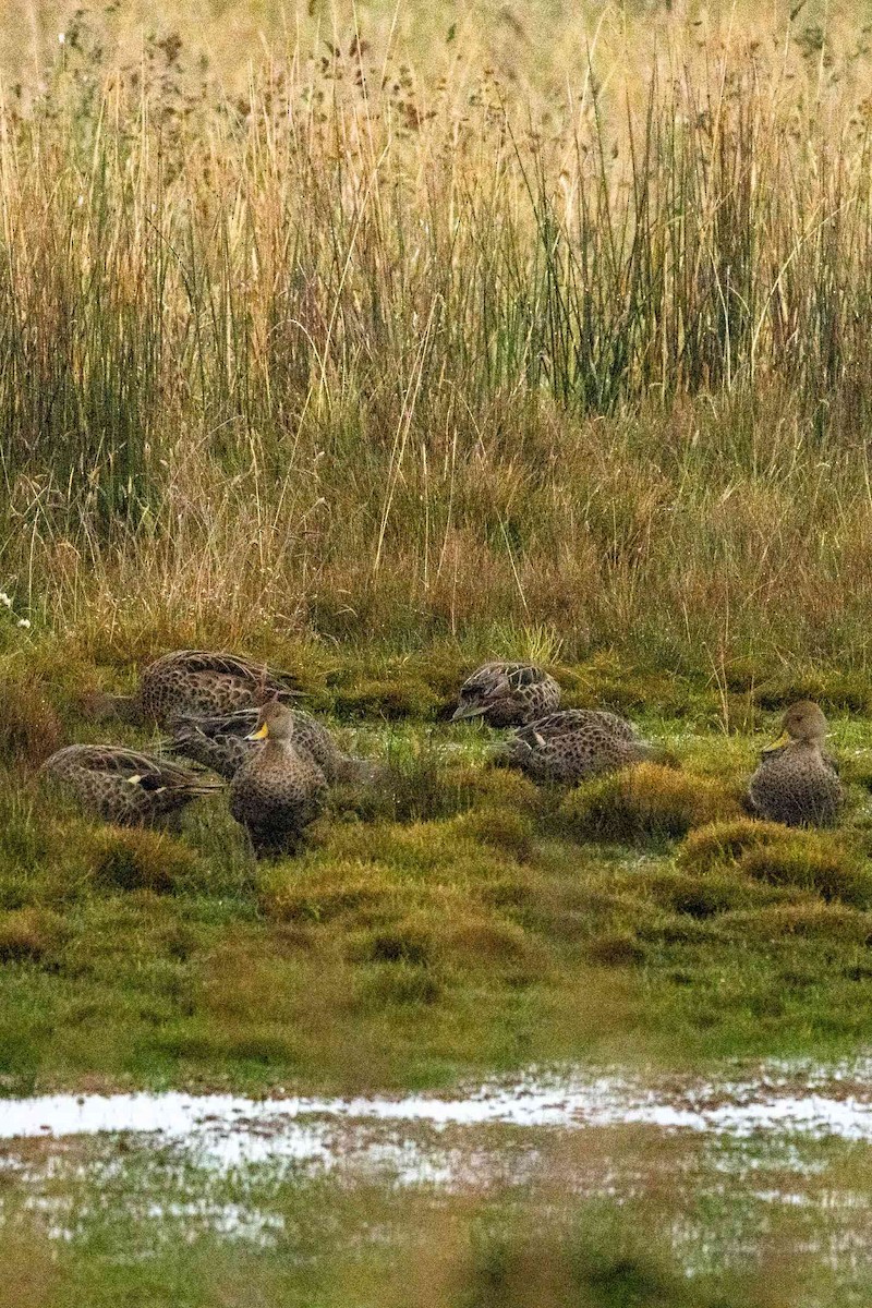 Yellow-billed Pintail - ML645897542