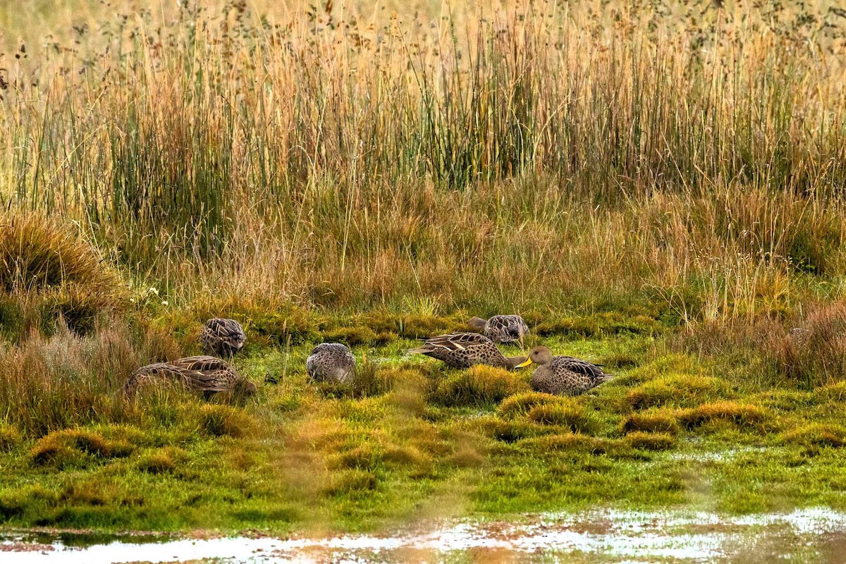 Yellow-billed Pintail - ML645897543