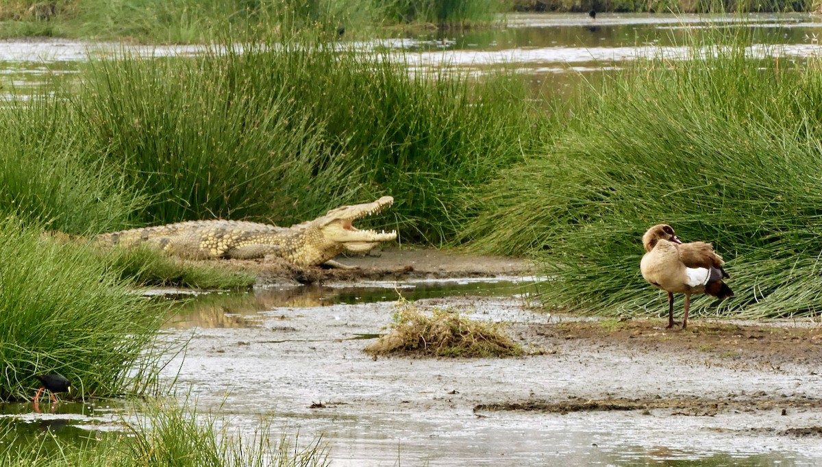Egyptian Goose - ML645897544